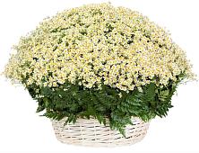 Цветочная композиция из Ромашки в корзине #REPLACE_PRED# Сергиевский